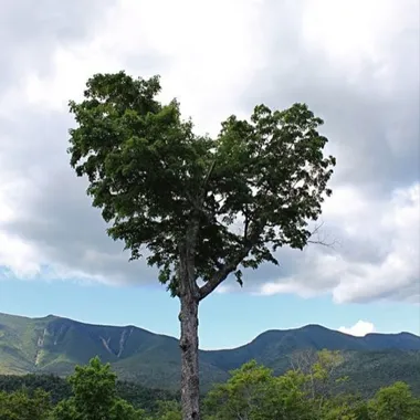 Tall tree with heart-shaped foliage standing in a natural setting